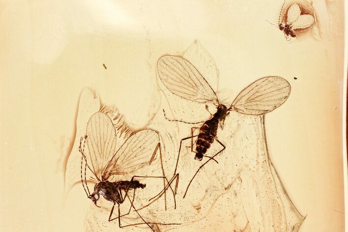 Two Detailed Moth Flies (Psychodidae) in Baltic Amber #328187